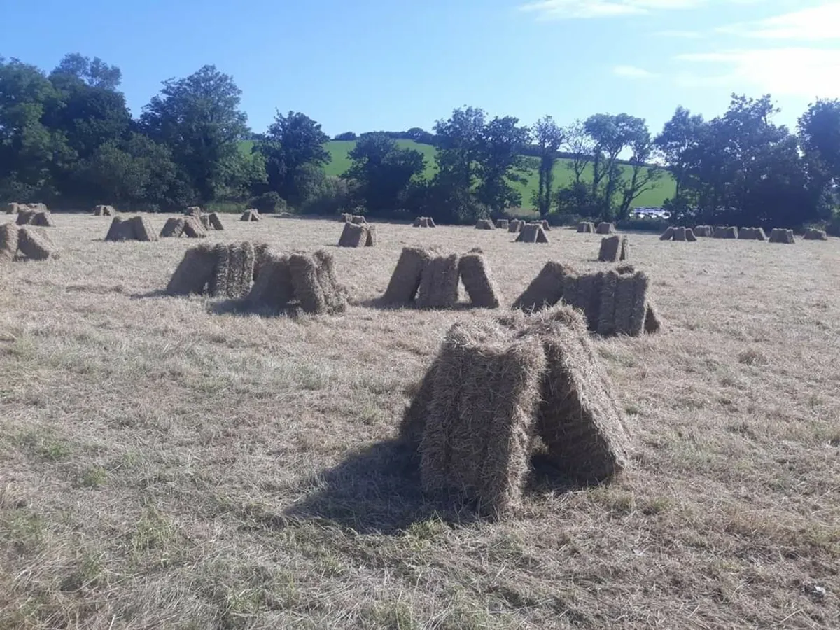 Top Quality Square bales of hay