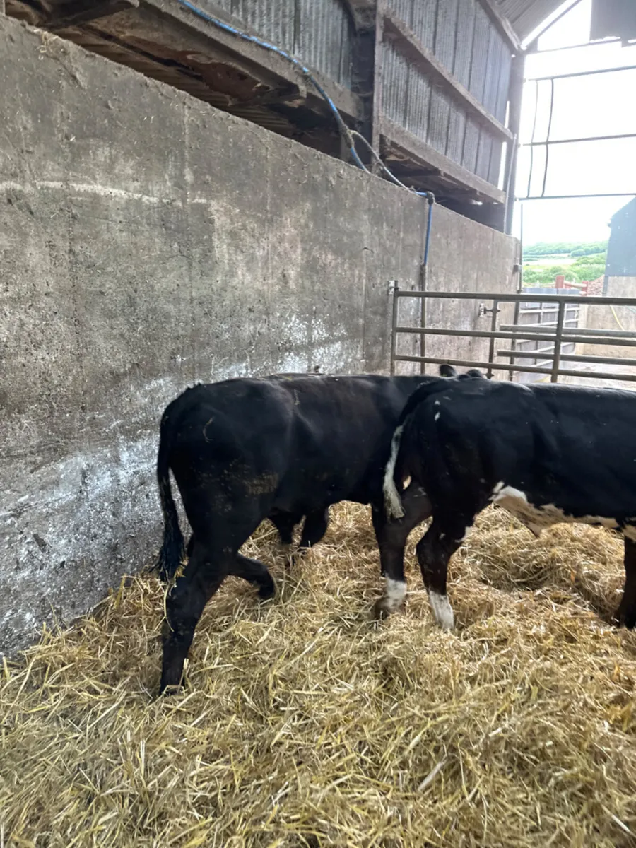 Blue and lim bulls - Image 2
