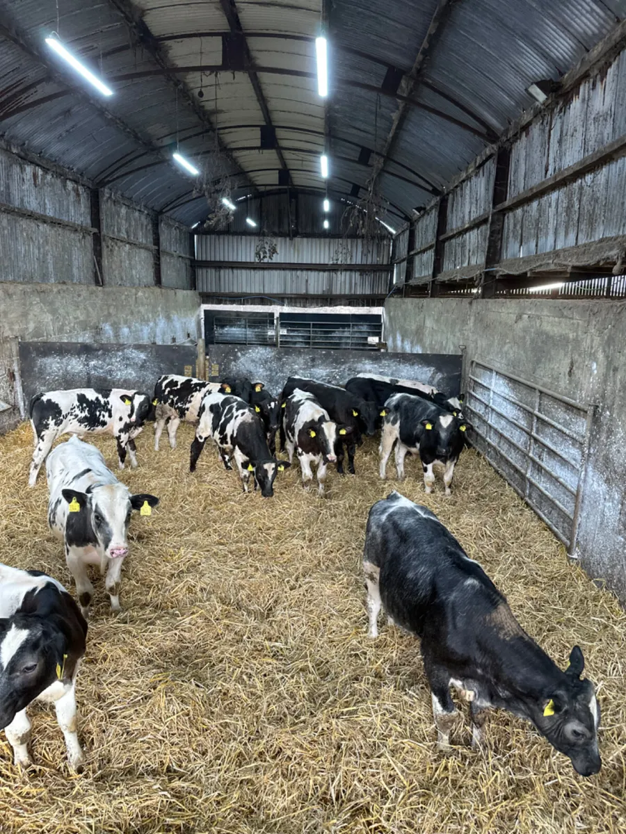 Blue and lim bulls - Image 4