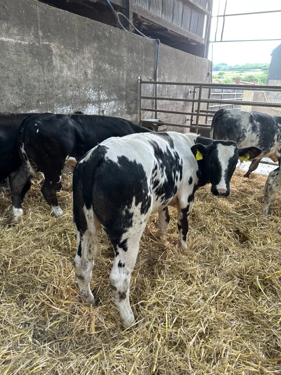 Blue and lim bulls - Image 1