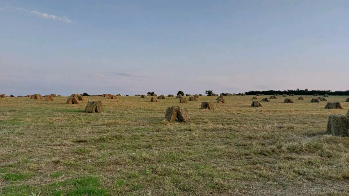 Top quality hay - small square bales - Image 1