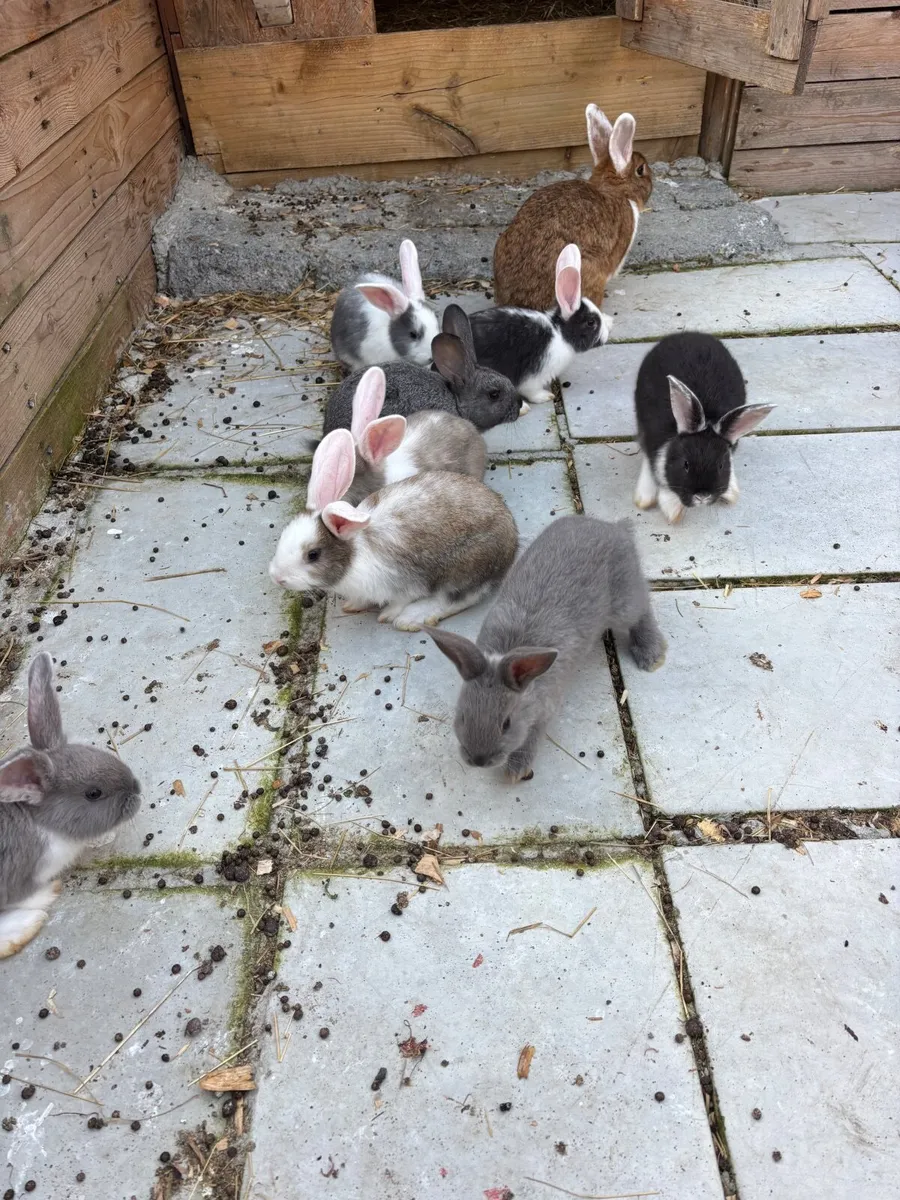 New zealand mixed rabbits - Image 2