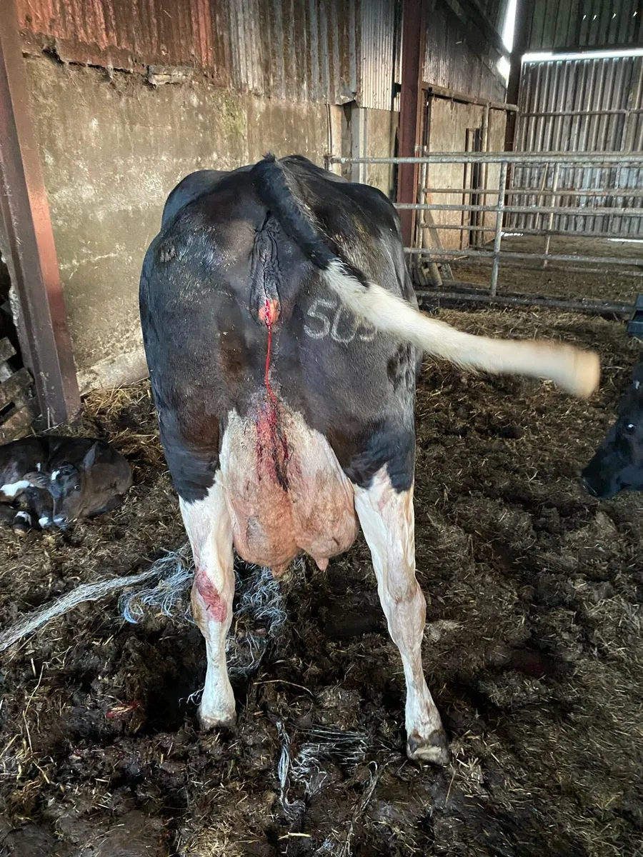 Friesian Cow - Image 1