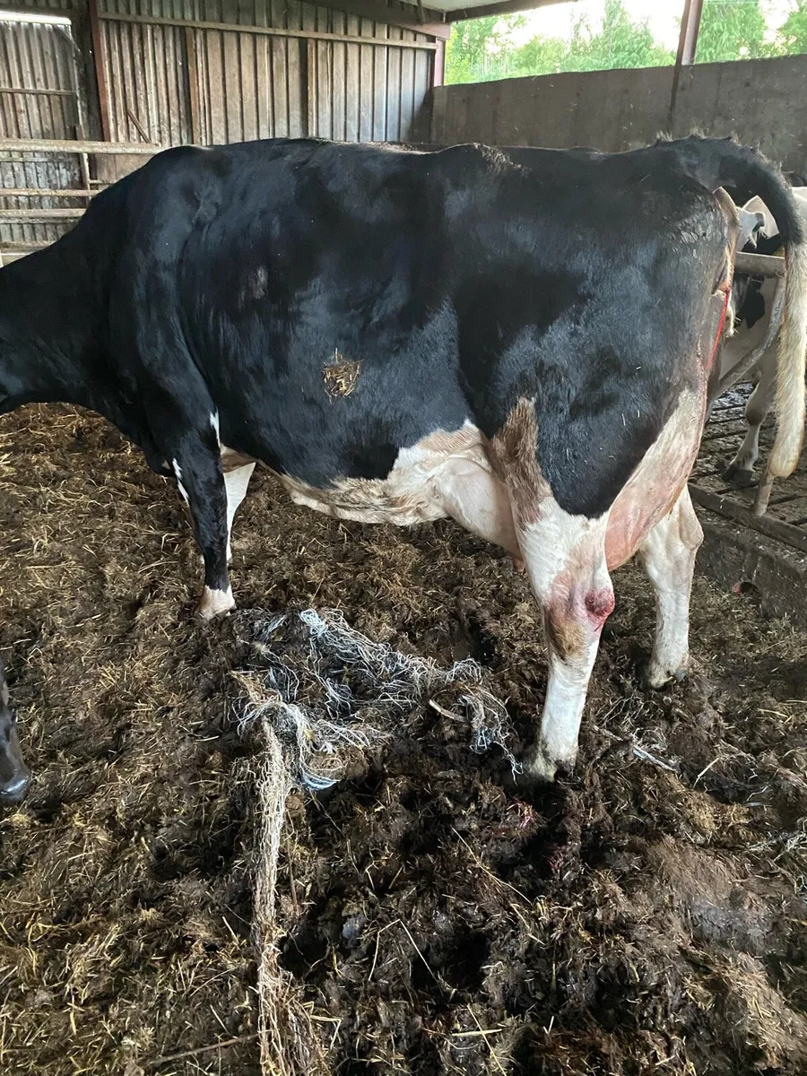 Friesian Cow - Image 2