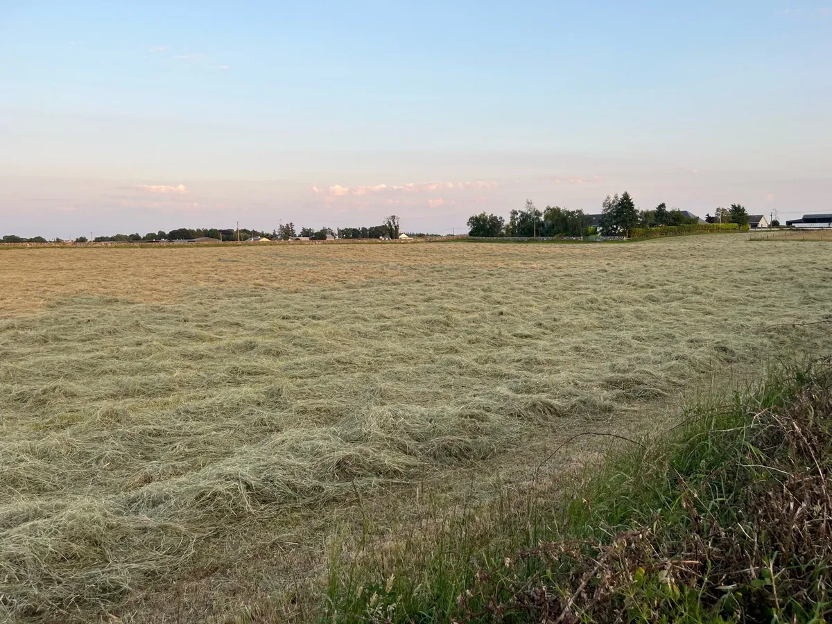 Hay - Image 2
