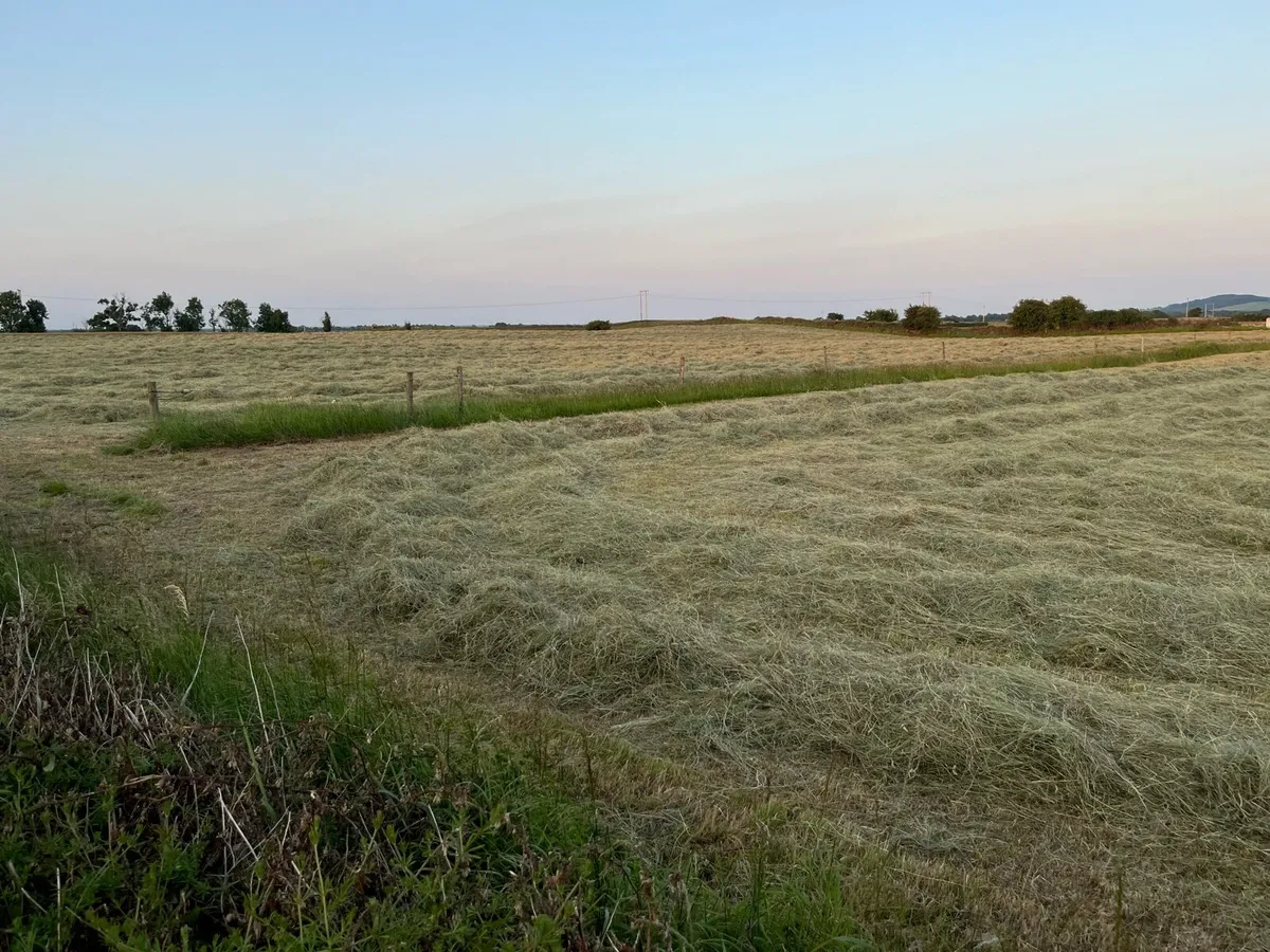 Hay - Image 3