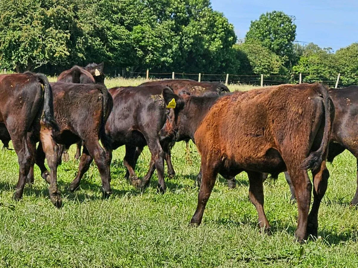 9 lovely Angus bullocks for sale - Image 1