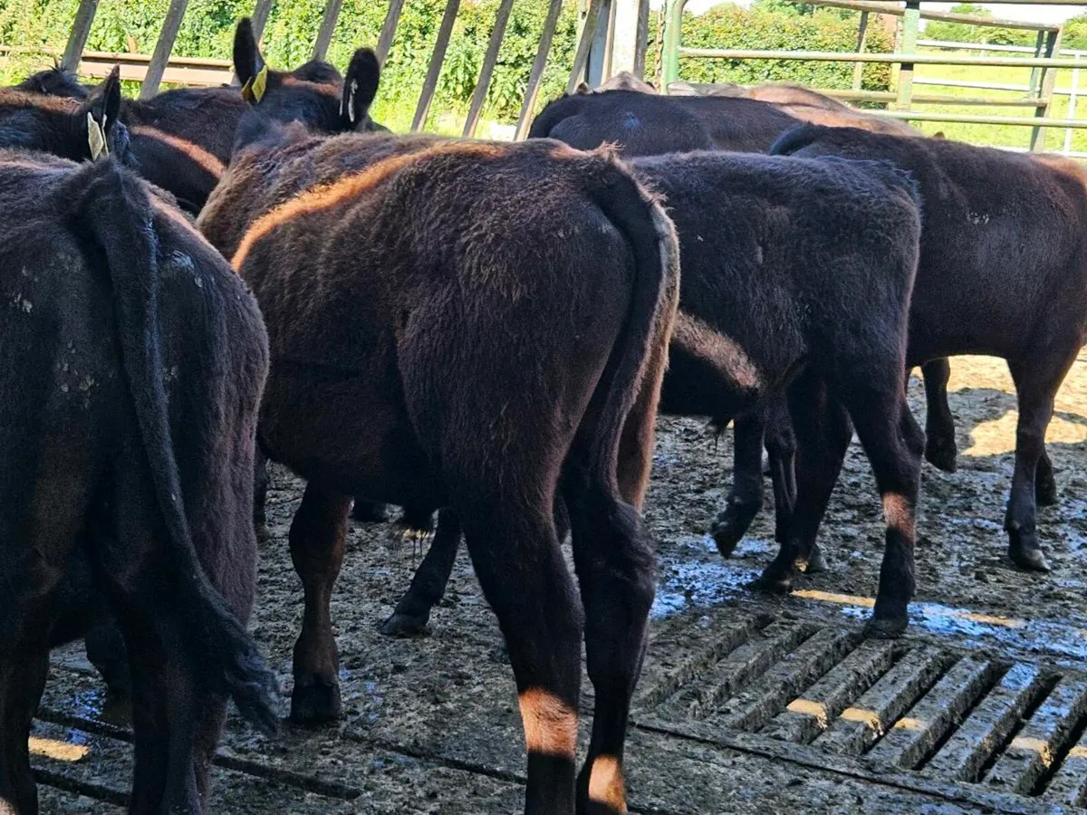 9 lovely Angus bullocks for sale - Image 2