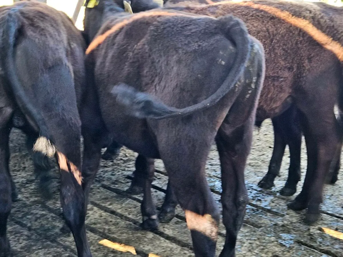9 lovely Angus bullocks for sale - Image 3