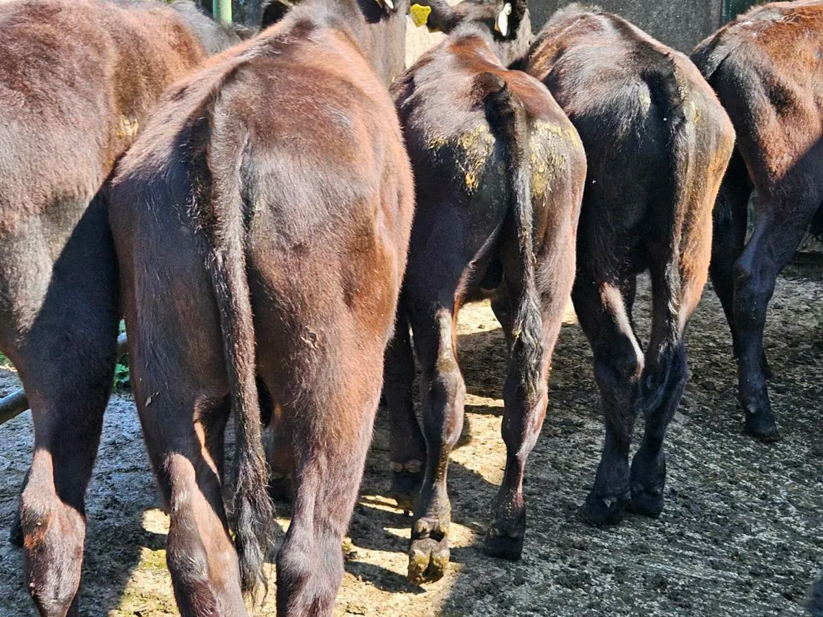 9 lovely Angus bullocks for sale - Image 4