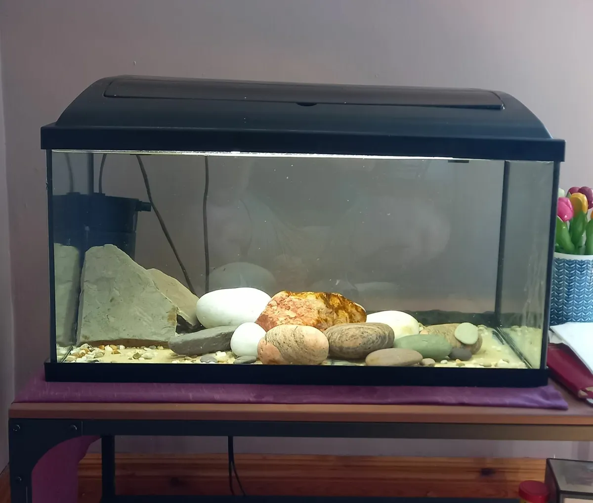 Fish Tank, filter  - ready to go