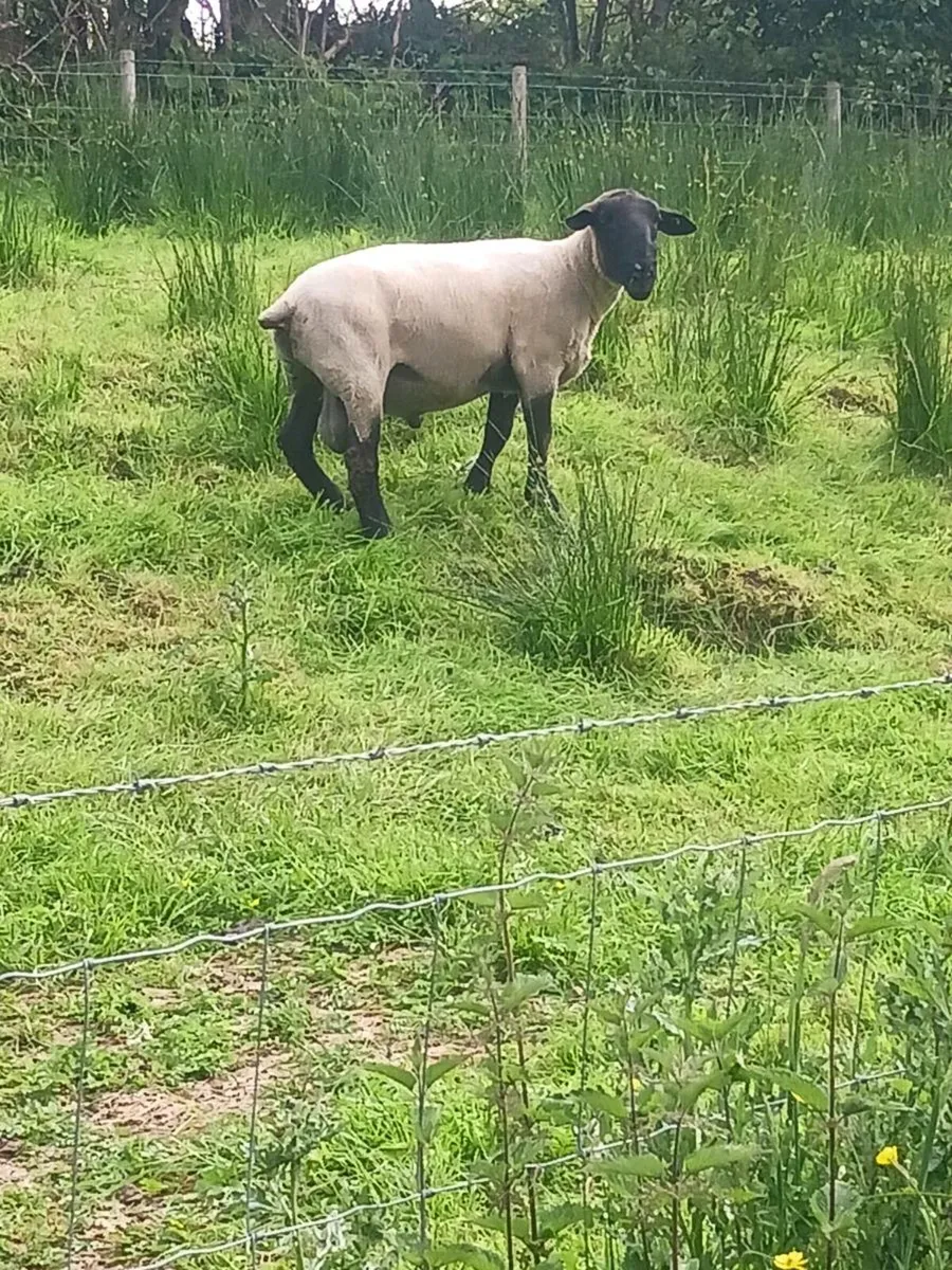 3 year old Suffolk Ram - Image 2