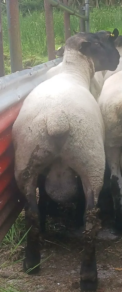 3 year old Suffolk Ram - Image 3