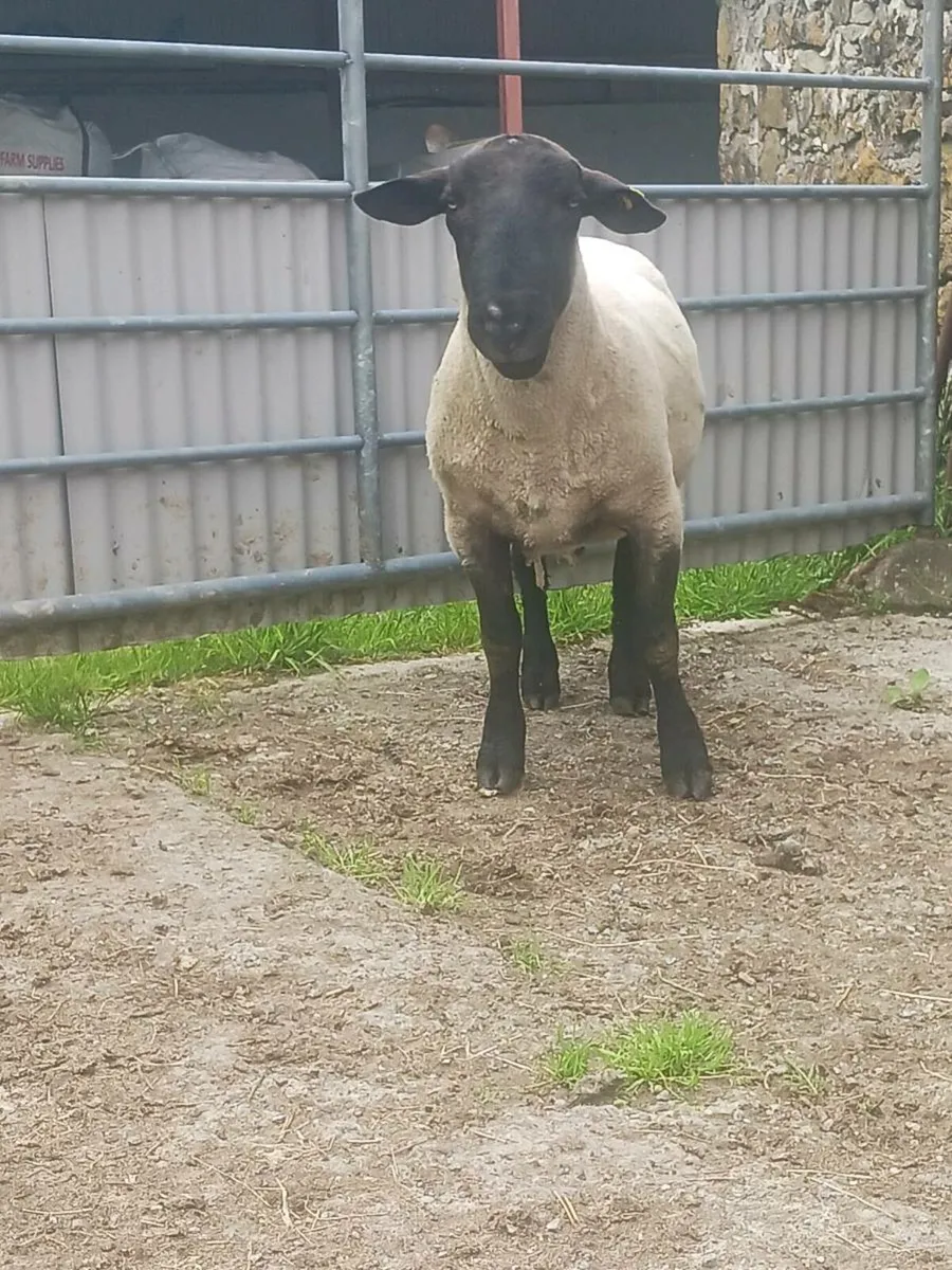 3 year old Suffolk Ram - Image 4
