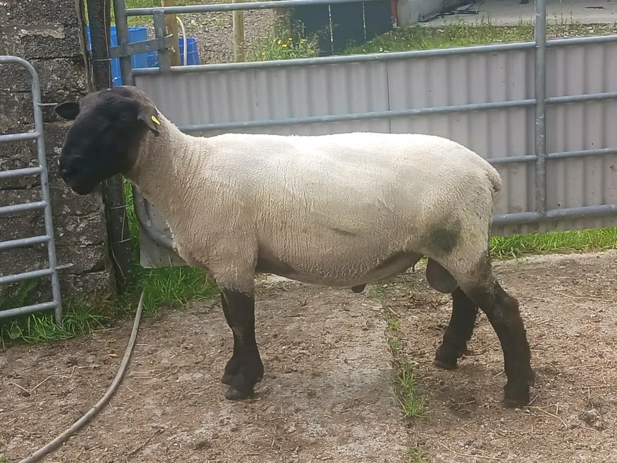 3 year old Suffolk Ram - Image 1