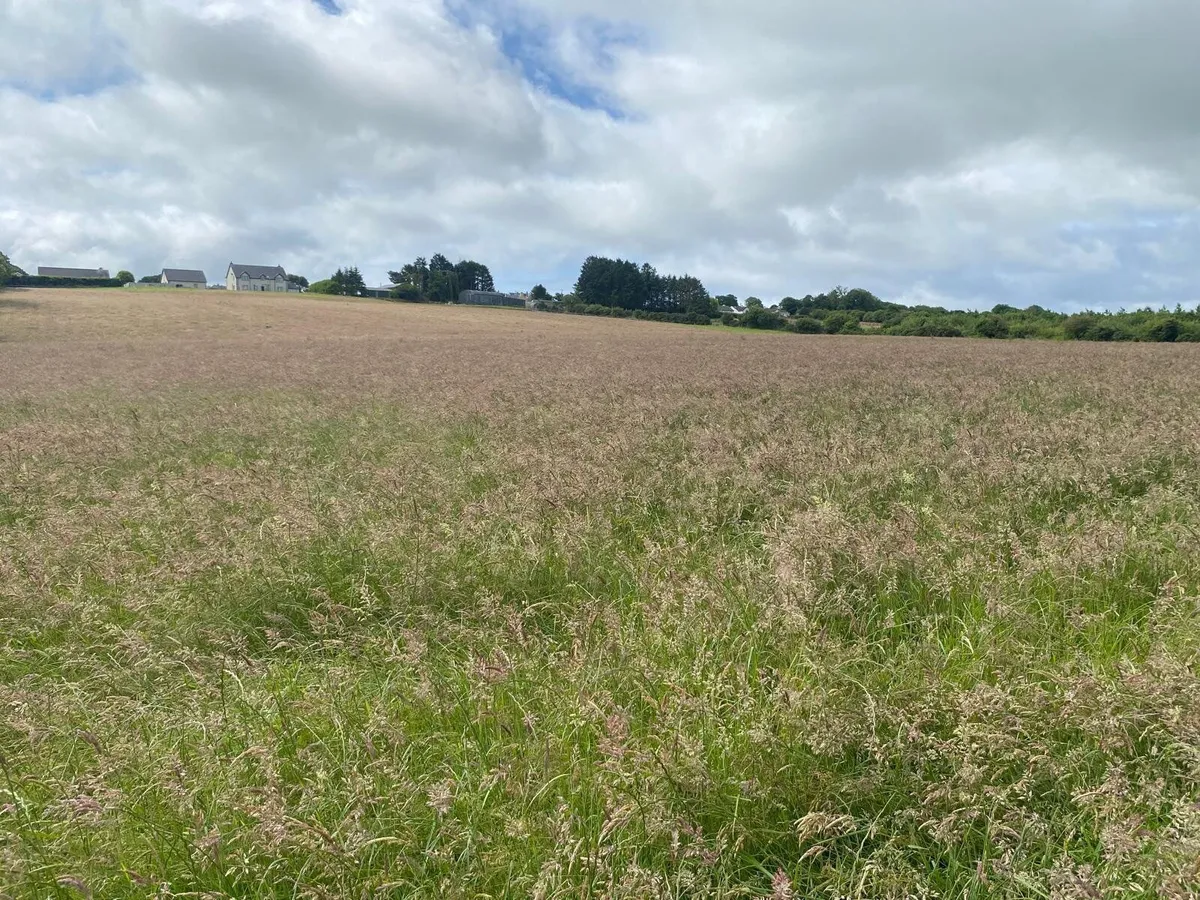 Hay - Image 2