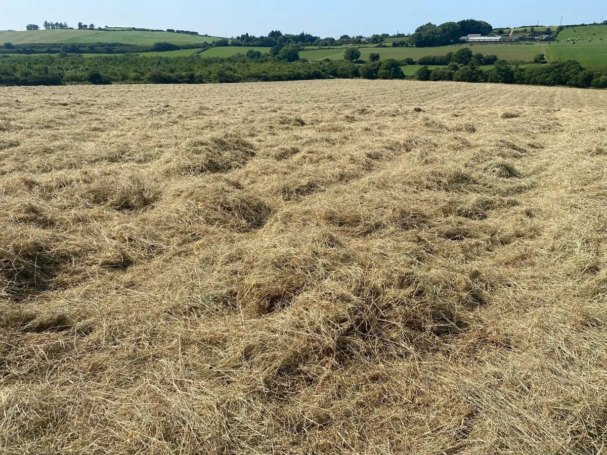 Hay - Image 1