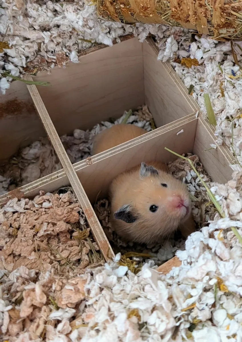 Hercules The Hamster Needs A New Home - Image 1