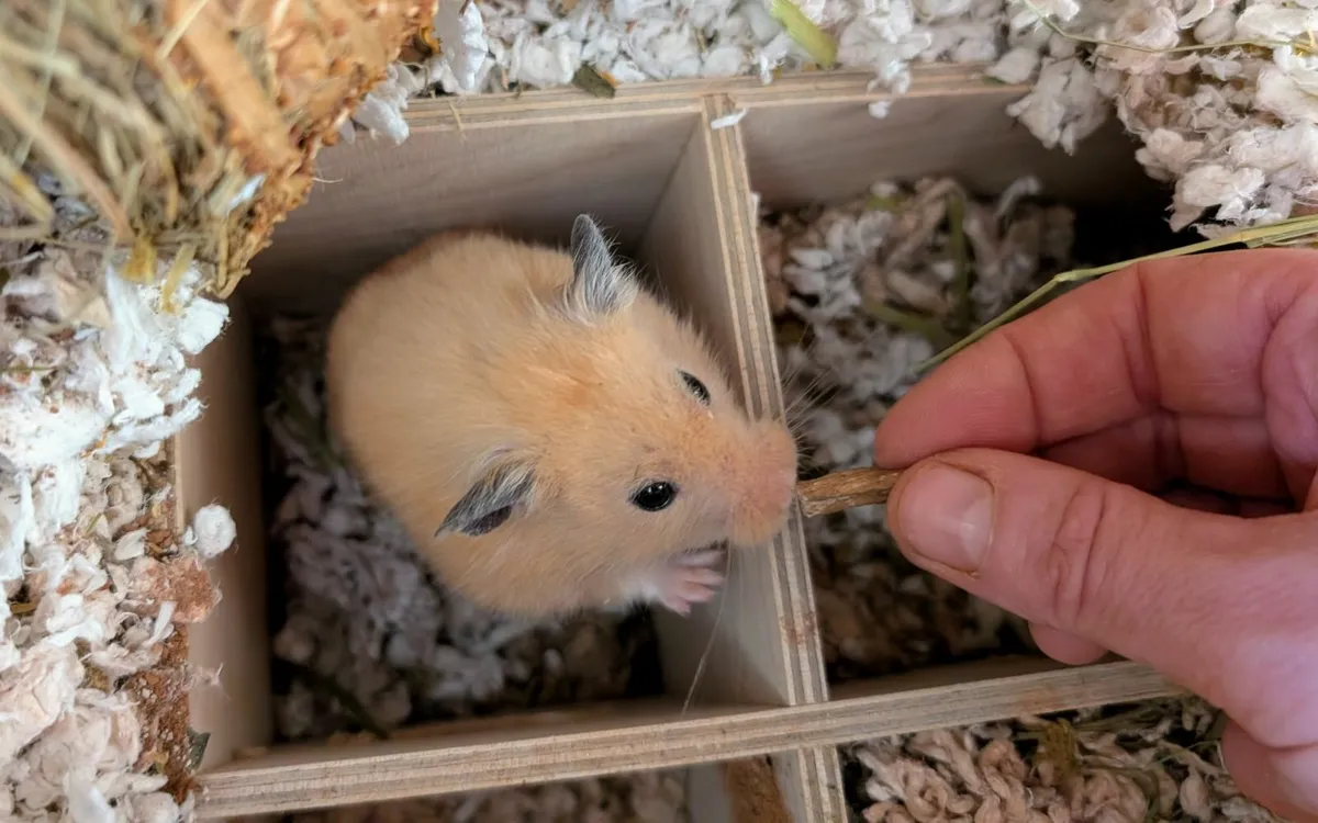 Hercules The Hamster Needs A New Home - Image 4
