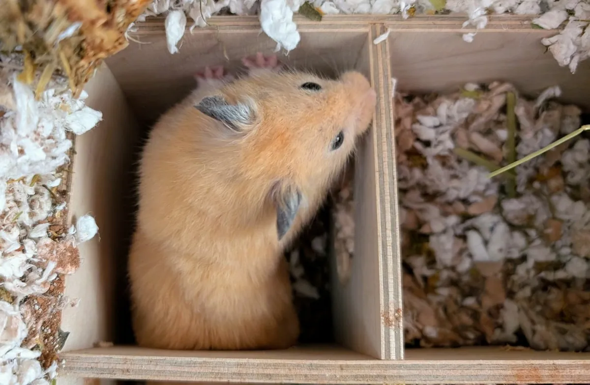 Hercules The Hamster Needs A New Home - Image 3