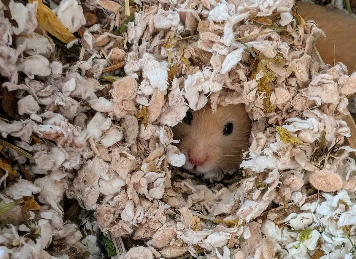 Hercules The Hamster Needs A New Home - Image 2