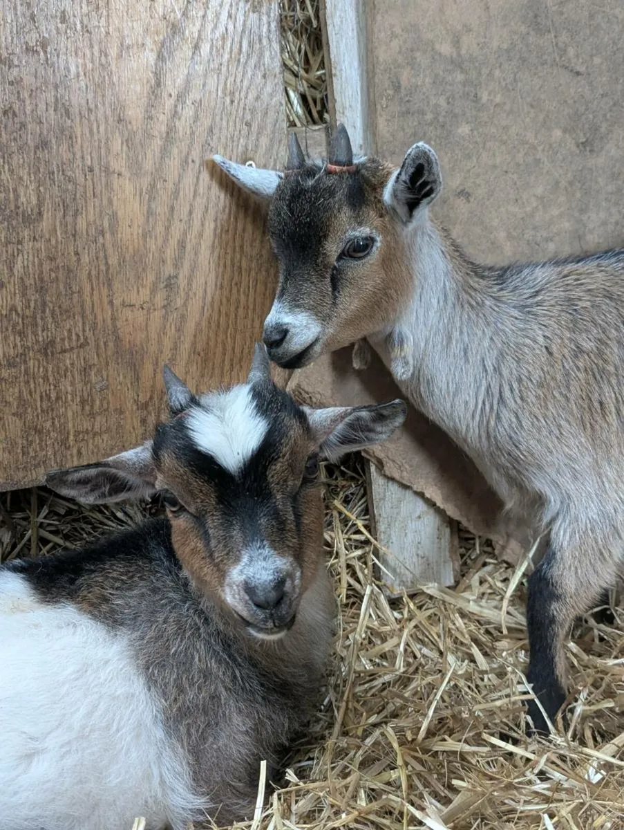 Pygmy Goats - Image 2