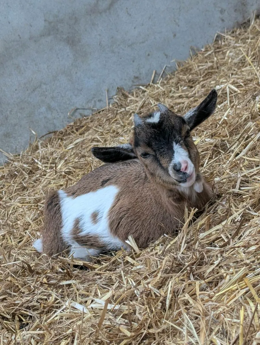 Pygmy Goats - Image 1