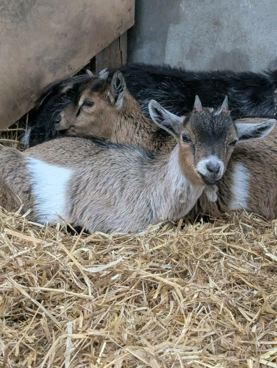 Pygmy Goats - Image 3
