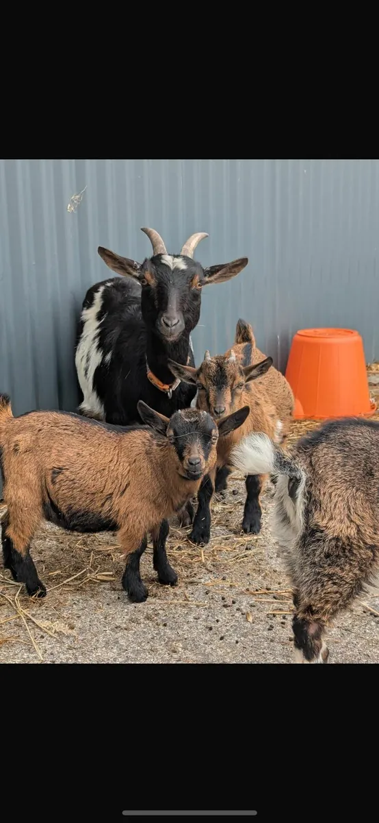 Pygmy Goats - Image 4