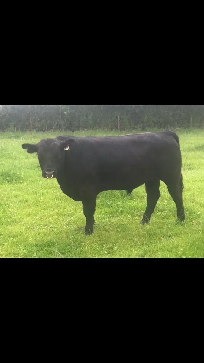 Aberdeen Angus - Image 1