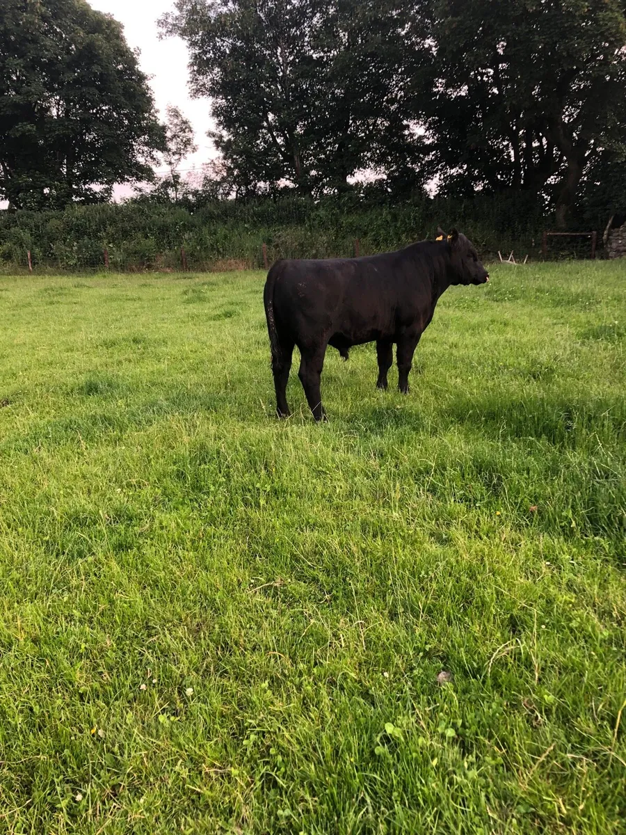Aberdeen Angus - Image 2