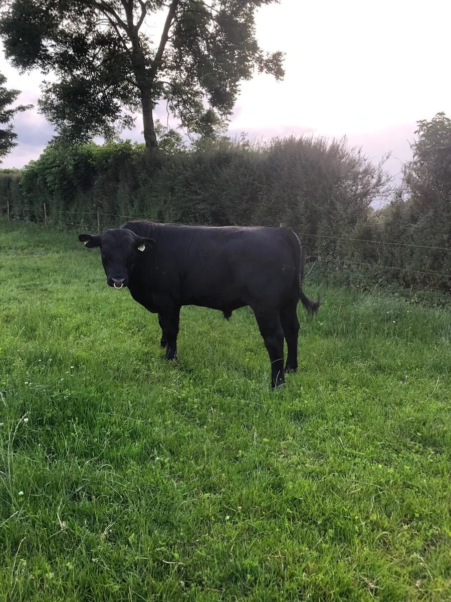Aberdeen Angus - Image 3