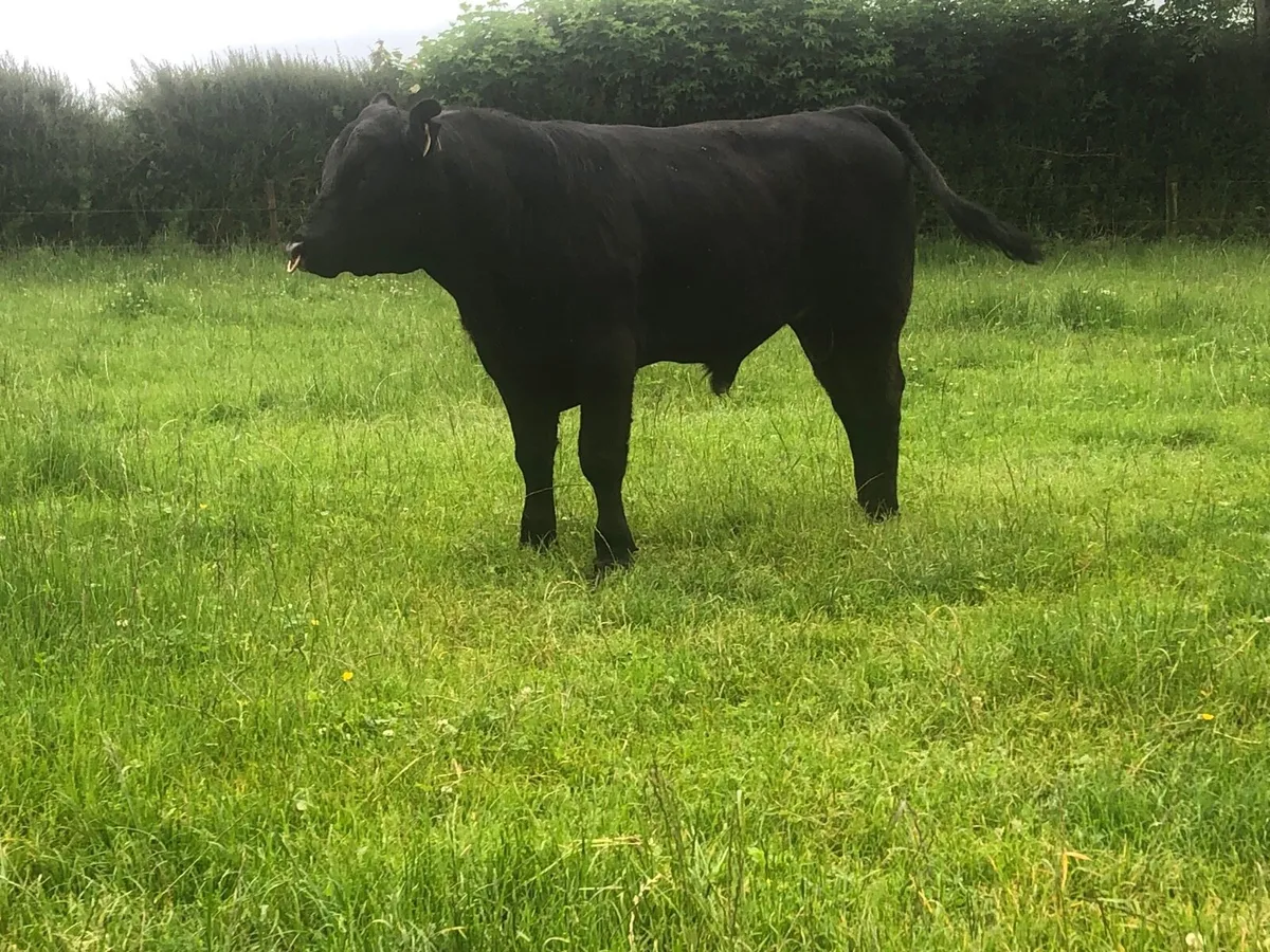 Aberdeen Angus - Image 4