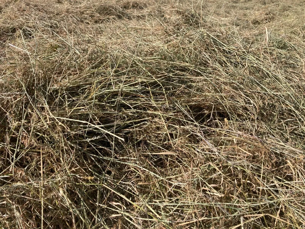 Hay bales - Image 3