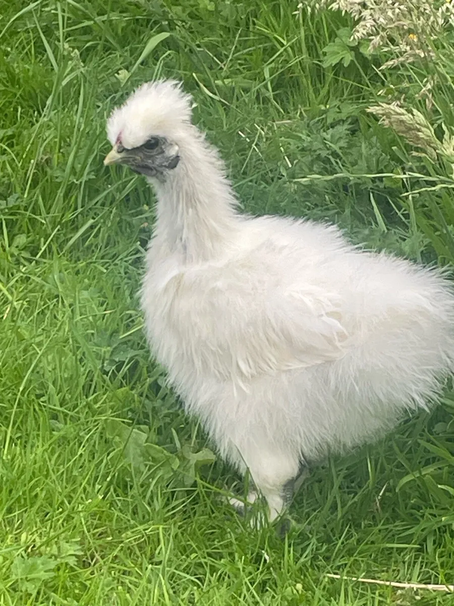 2 silkie chicks - Image 1