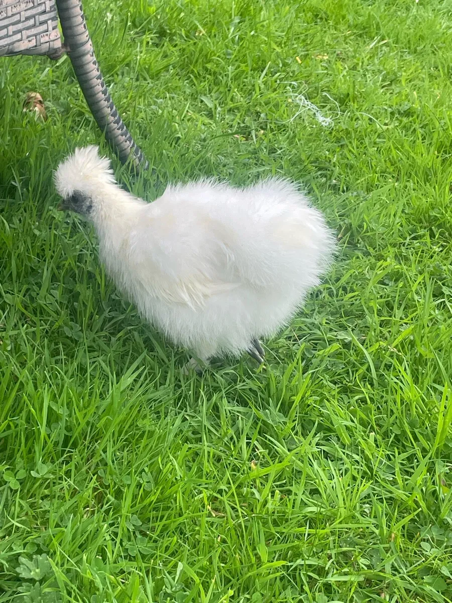 2 silkie chicks - Image 3