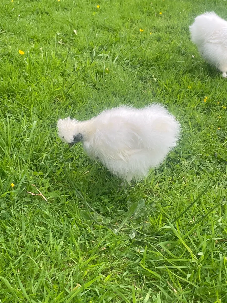 2 silkie chicks - Image 4