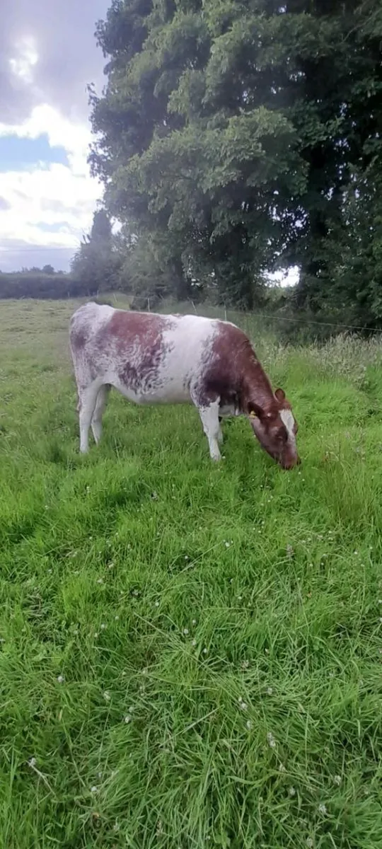 5 STAR * Breeding Shorthorn Heifers - Image 3