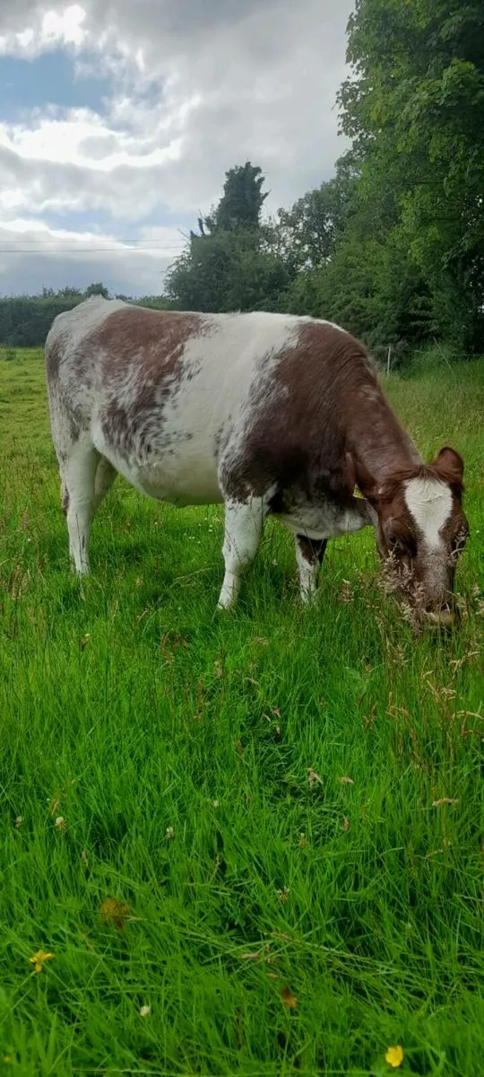 5 STAR * Breeding Shorthorn Heifers - Image 4