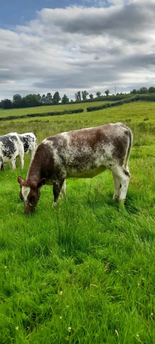 5 STAR * Breeding Shorthorn Heifers - Image 1