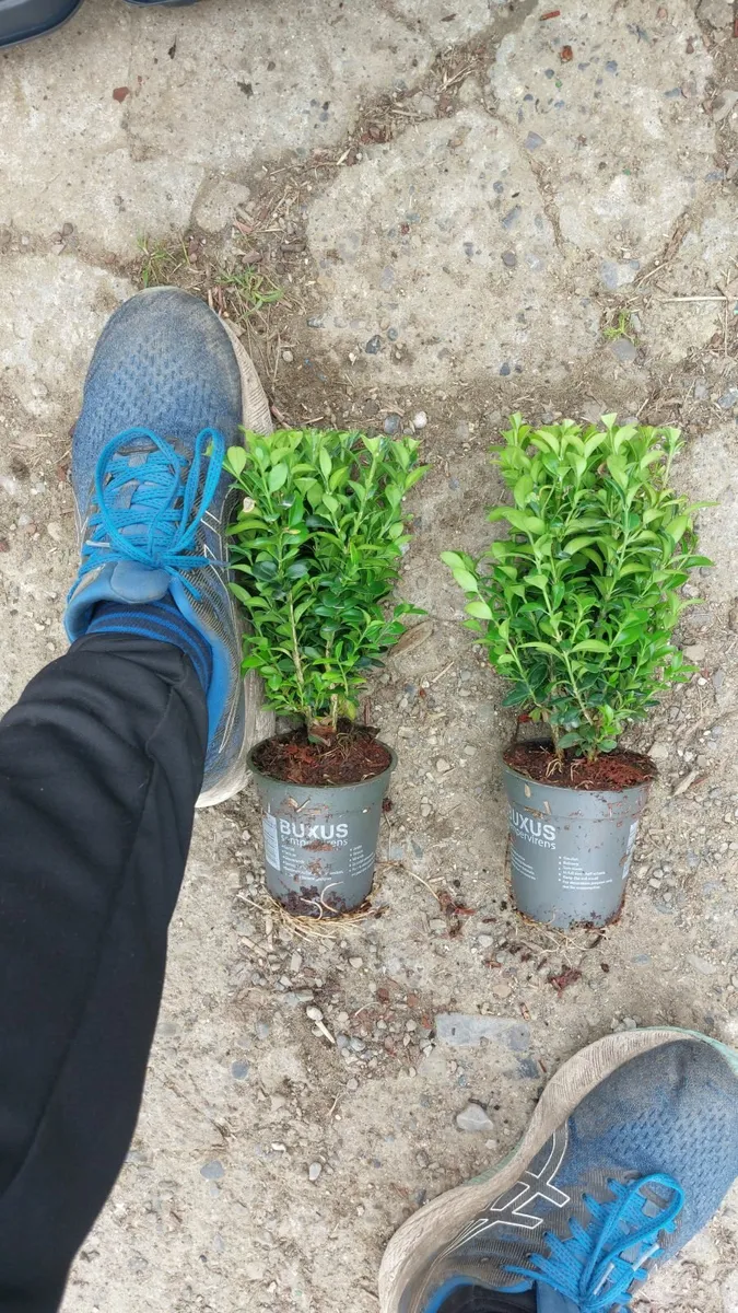 Box Hedging - Image 4