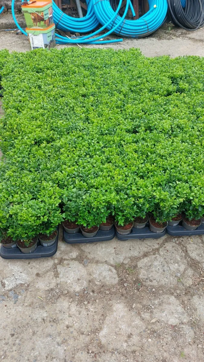 Box Hedging - Image 1