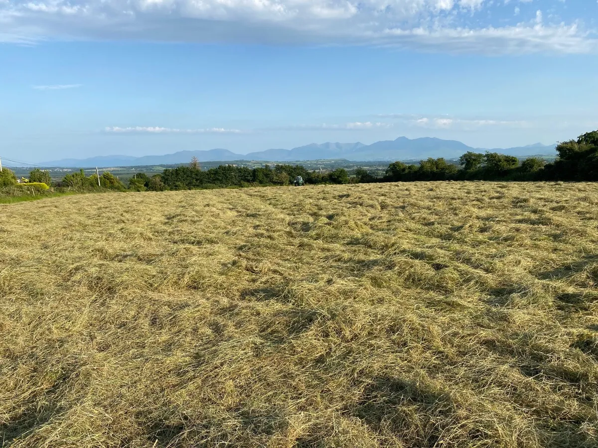 Hay - Image 1