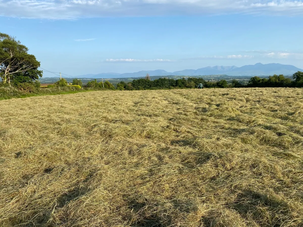 Hay - Image 2
