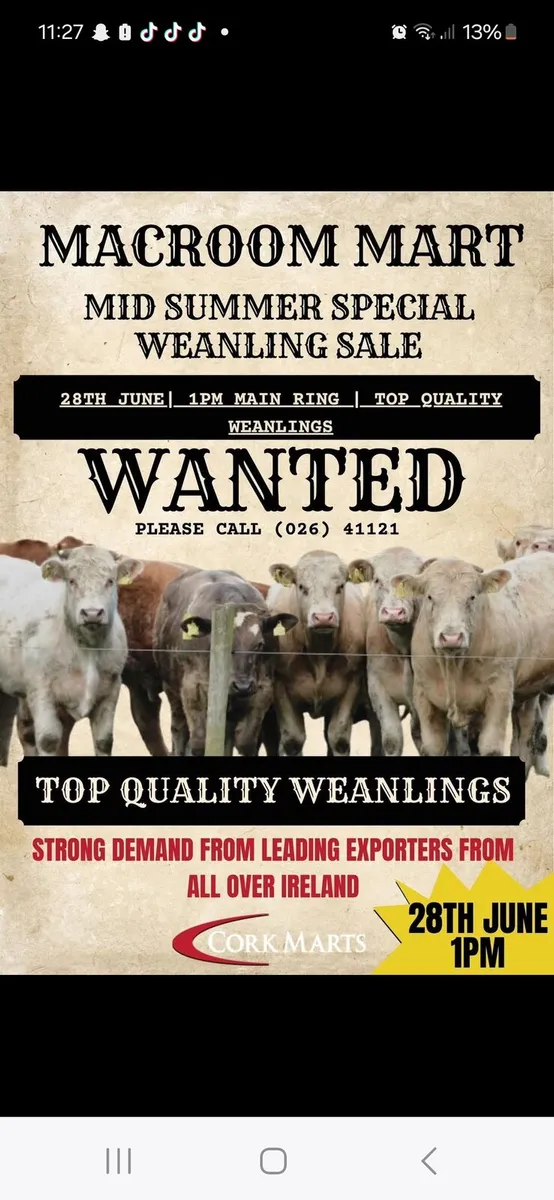 Special weanling sale Macroom Mart 28th June - Image 1
