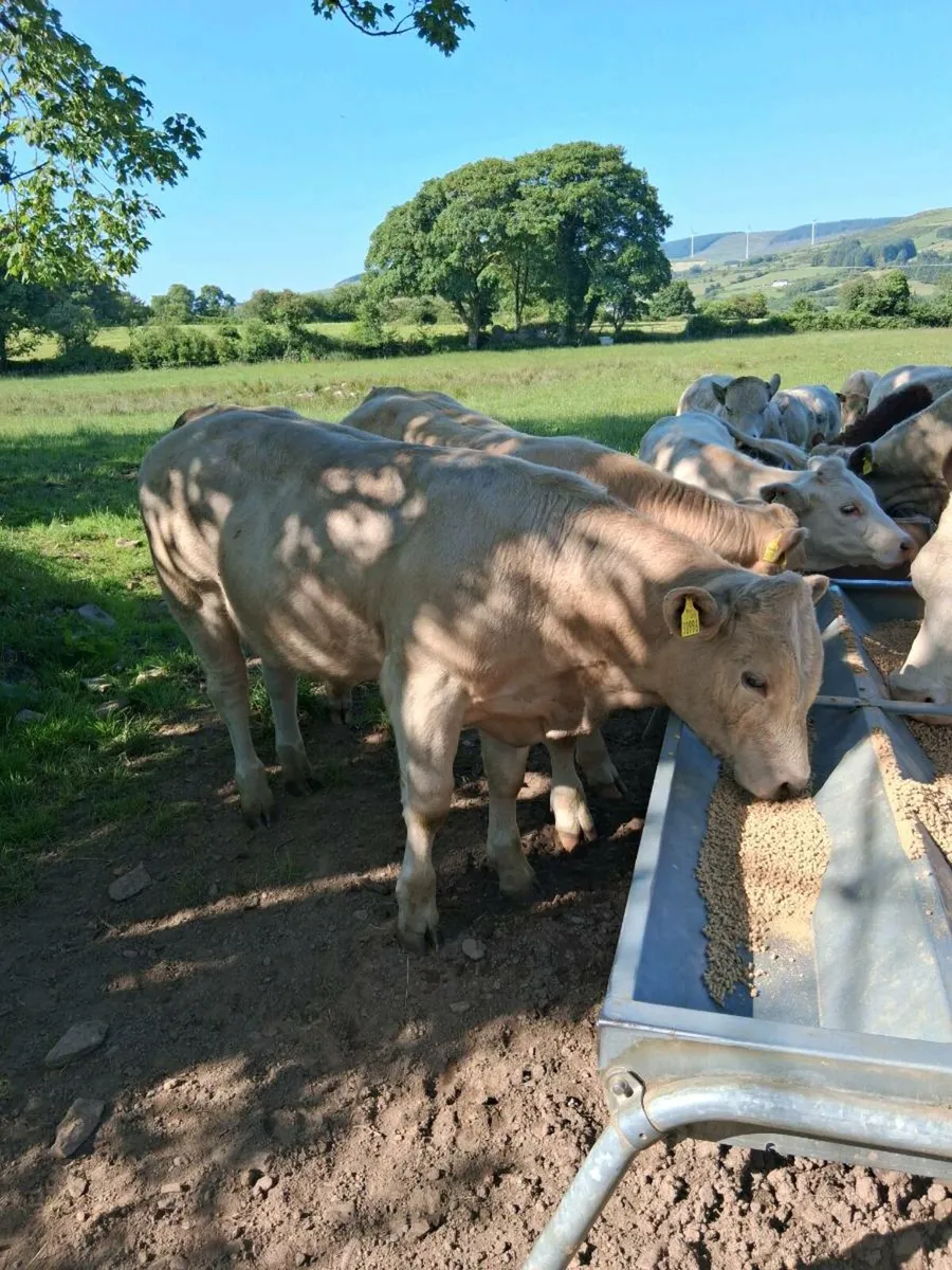 Special weanling sale Macroom Mart 28th June - Image 2