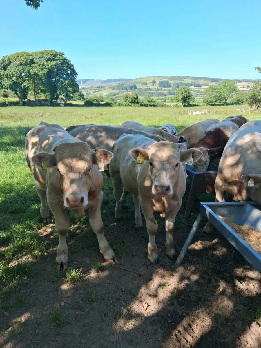 Special weanling sale Macroom Mart 28th June - Image 3