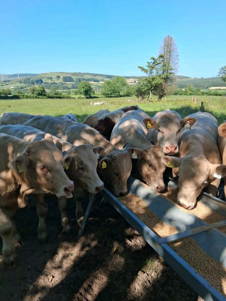 Special weanling sale Macroom Mart 28th June - Image 4