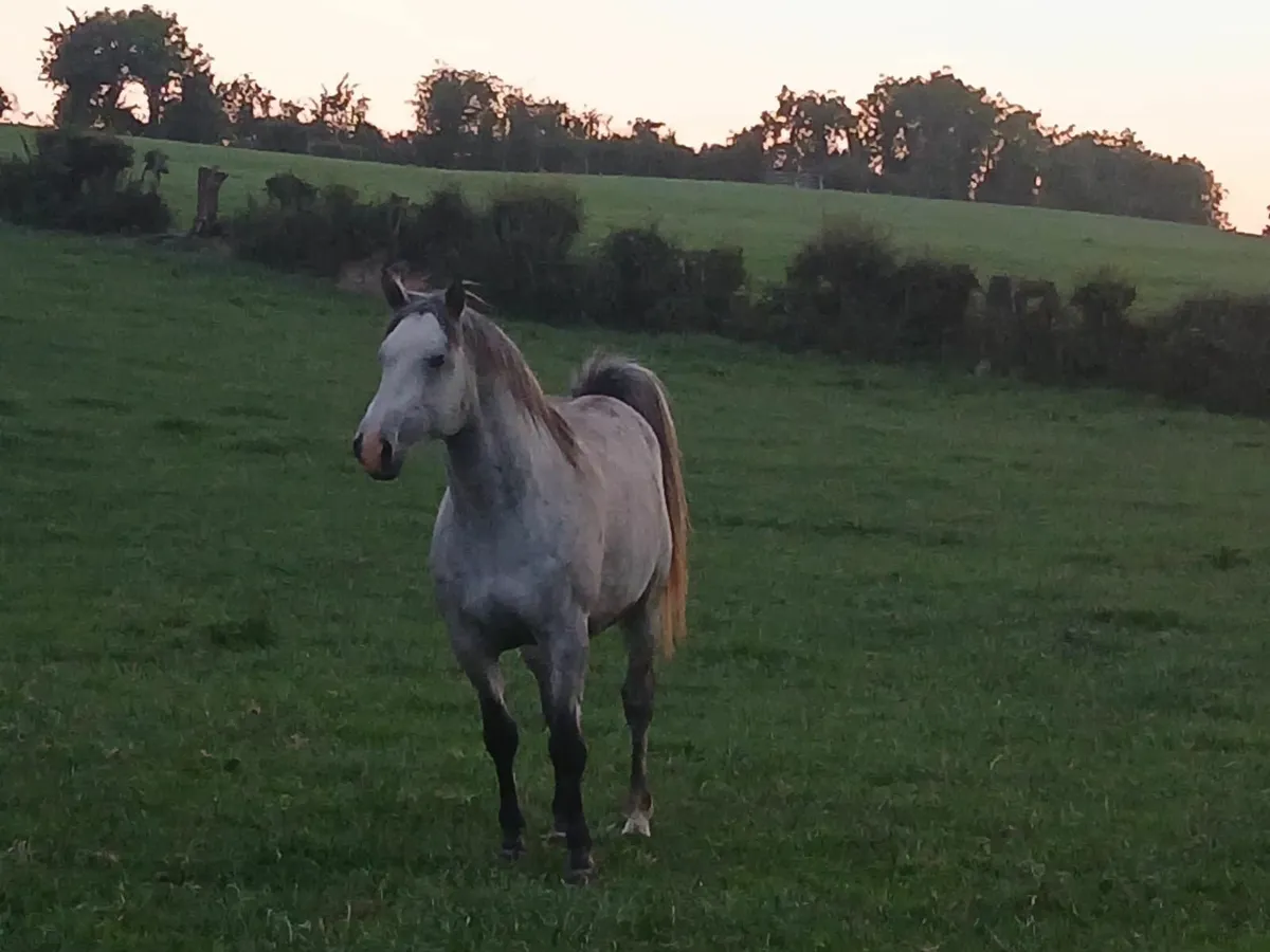 Horse - Image 2