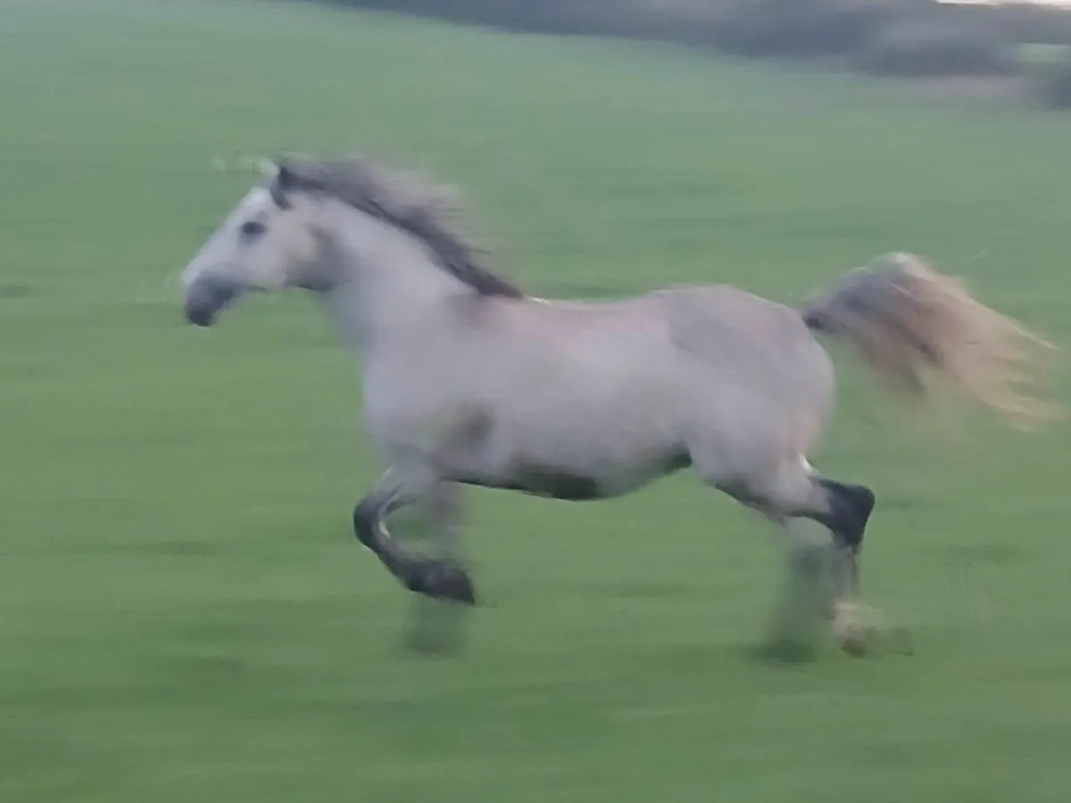 Horse - Image 3